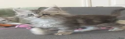 Maine Coon cats for sale: Tica registered Maine Coons  - Advert 12