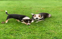 Border Collie dogs for sale: Border Collie Pups  - Image 1