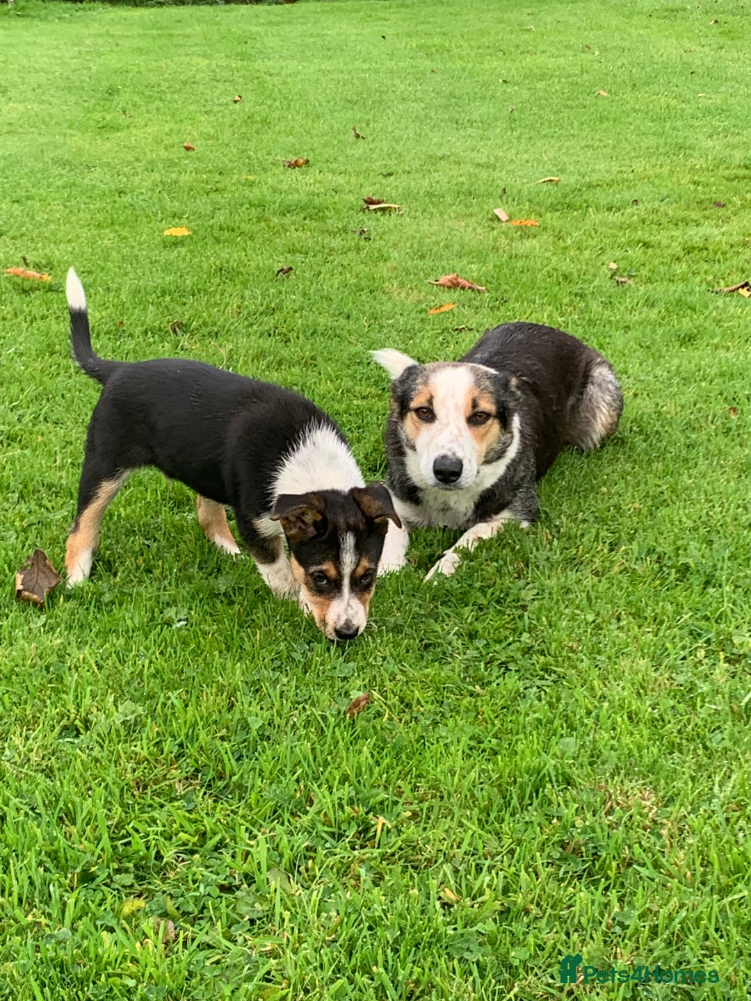 Border Collie dogs for sale: Border Collie Pups  - Image 1