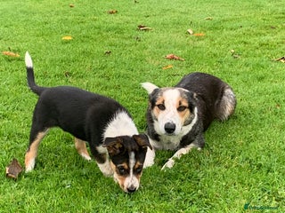 Border Collie dogs for sale - Advert 1