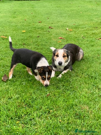 Border Collie dogs - Advert 2