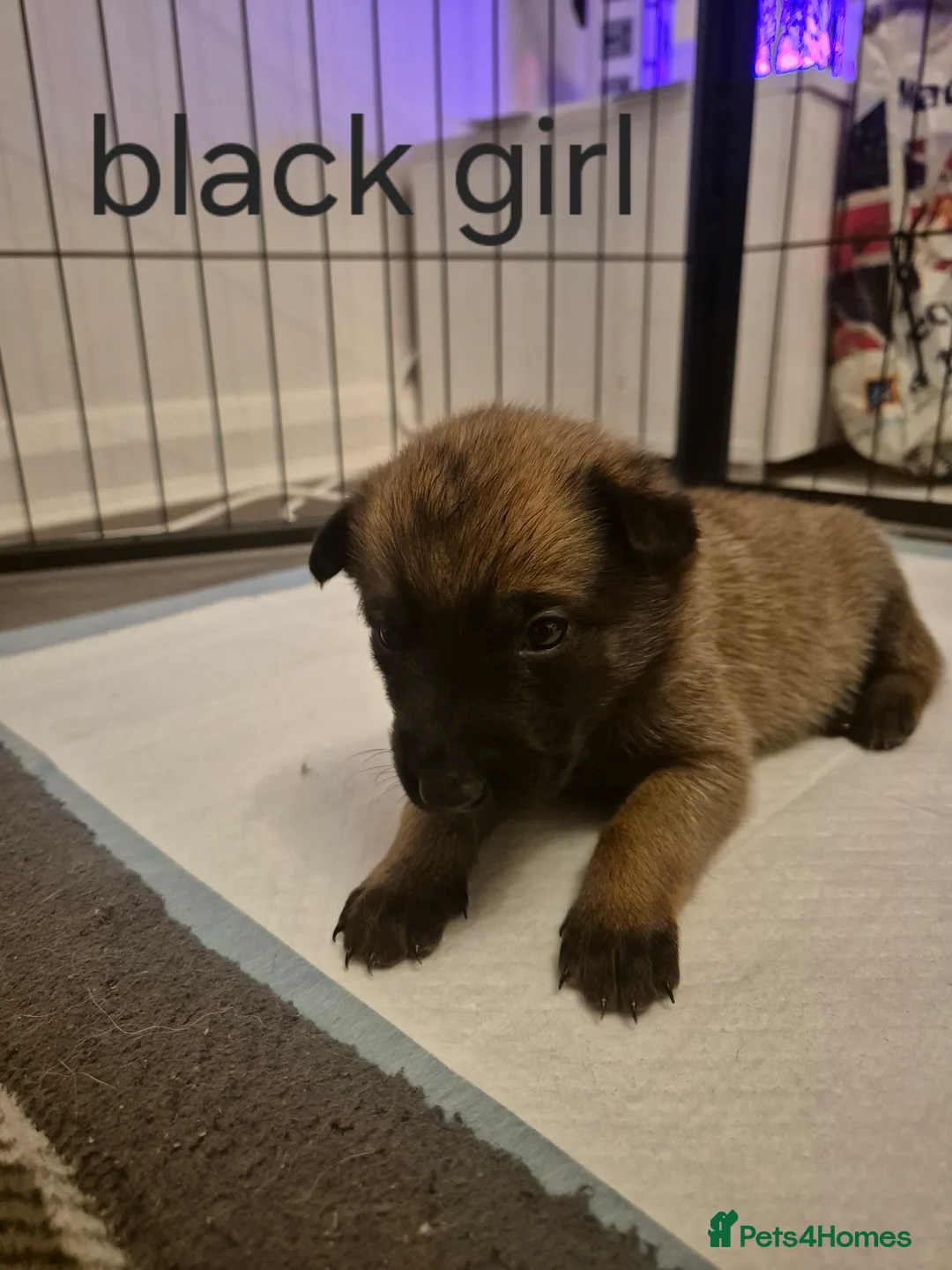 Belgian Shepherd Dog dogs for sale: KC Registered Belgian Malinois - Advert 23