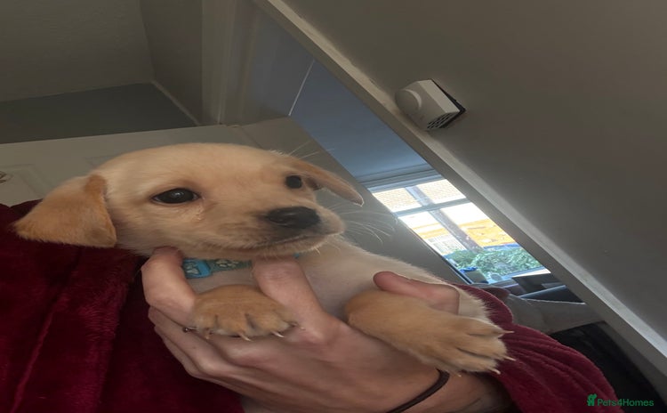 Labrador Retriever dogs - Advert 10