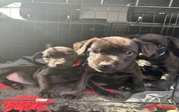 Patterdale Terrier dogs for sale: Pretty Patterdale Puppies  - Image 2