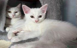 Turkish Angora cats for sale: Turkish Angora last 2 males left  - Image 3