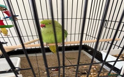 Ringnecks birds for sale: Ring neck parrot in Manchester - Image 1
