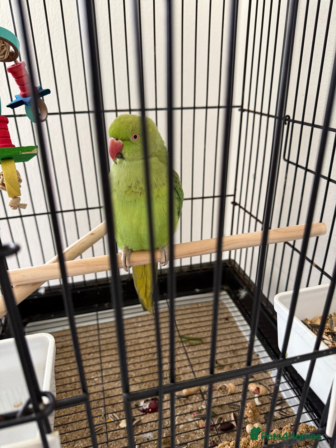Ringnecks birds for sale: Ring neck parrot in Manchester - Image 1