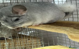 Chinchilla rodents for sale: Chinchillas  - Image 6
