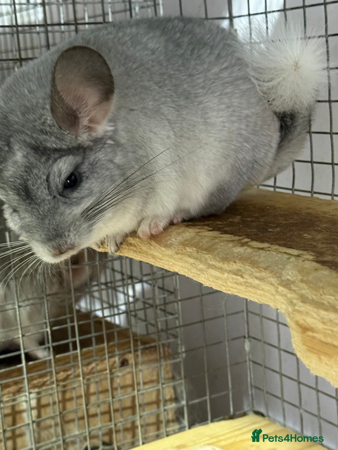 Chinchilla rodents for sale: Chinchillas  - Image 6