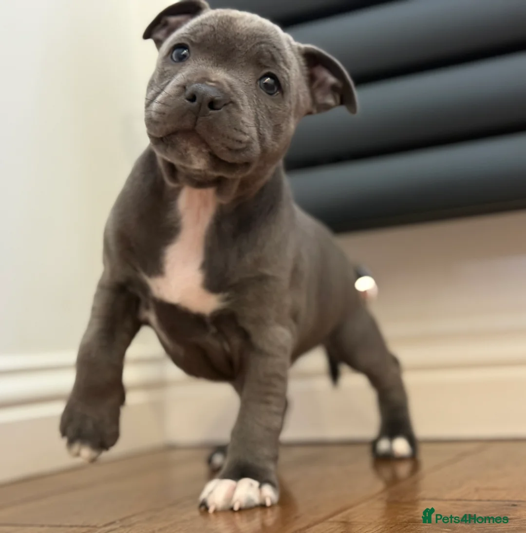 Staffordshire Bull Terrier dogs for sale: ❗️Adorable Staffy Puppies for Sale❗️ - Advert 3