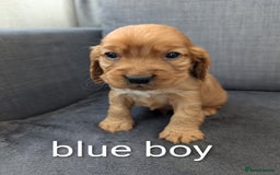 Cocker Spaniel dogs for sale: Cocker spaniel puppies - Advert 3