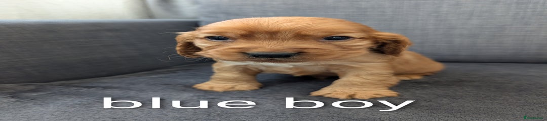 Cocker Spaniel Puppy 2