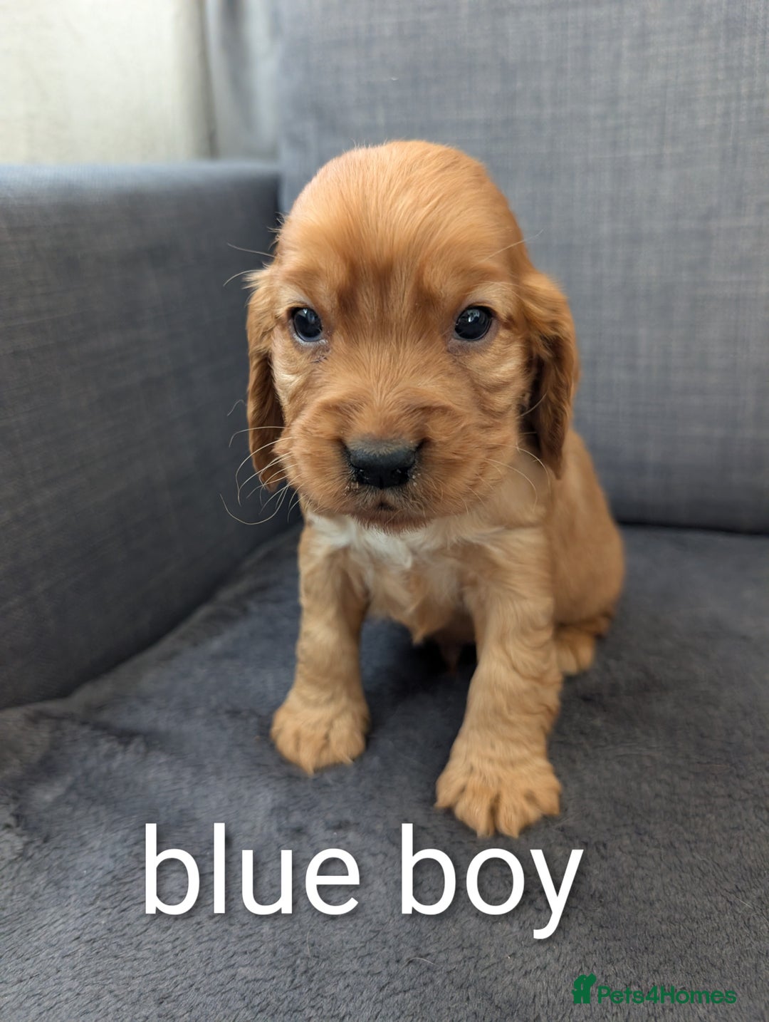 Cocker Spaniel dogs for sale: Cocker spaniel puppies - Advert 3