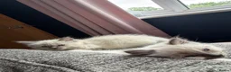 Ragdoll cats for sale: Beautiful pure bred ragdolls  - Advert 3