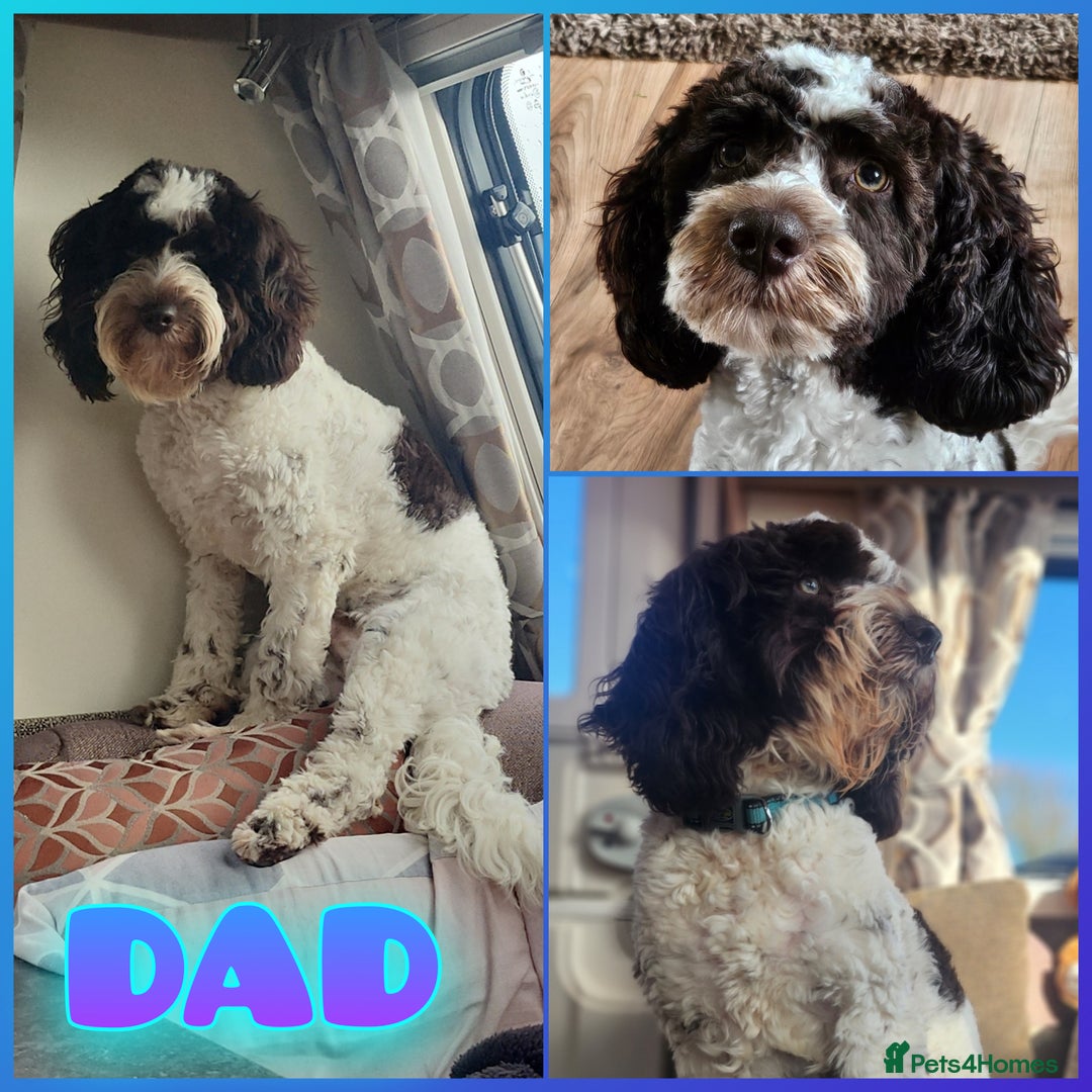 Cockapoo dogs for sale: Cockapoo puppies 2LEFT - Image 3