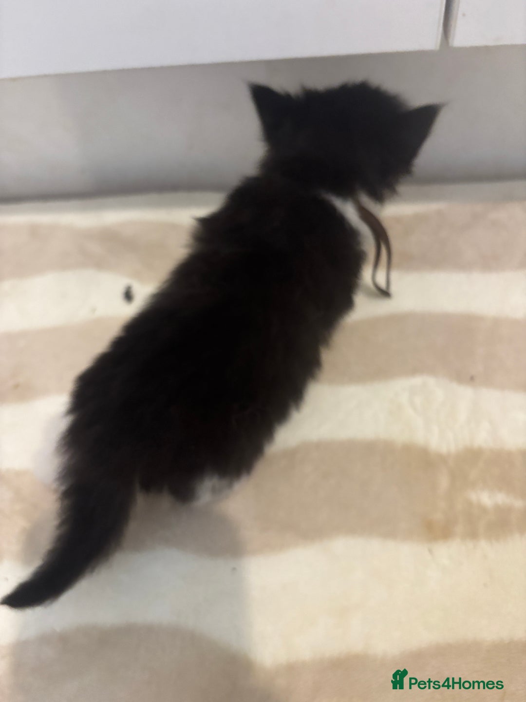 British Shorthair cats for sale: X2 female British shorthaired cross kittens - Image 7