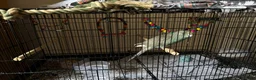 Parakeets birds for sale: Kakariki parrot - Advert 6
