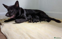 German Shepherd dogs for sale: Outstanding KC german shepherd puppies - Image 10