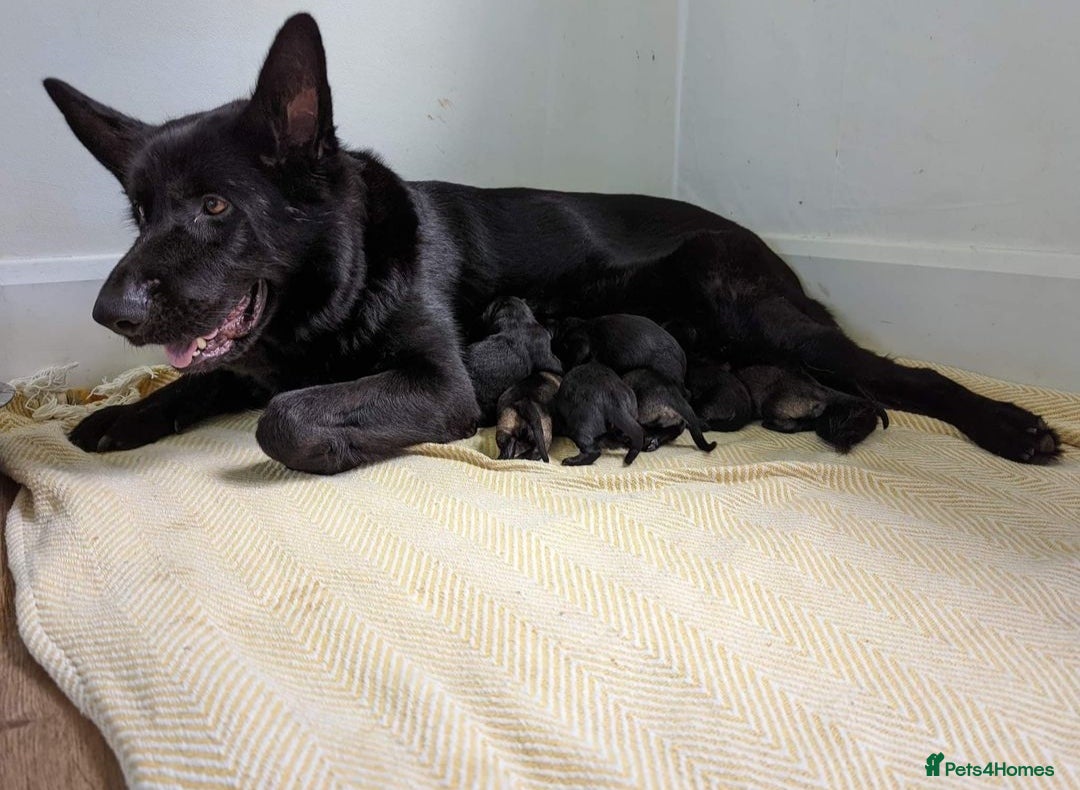 German Shepherd dogs for sale: Outstanding KC german shepherd puppies - Image 10