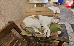 Mixed Breed cats for adoption: WE NEED AN EXPERIENCED THAT WANTS A REAL RESCUE - Image 5