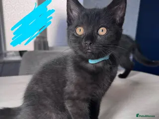 British Shorthair cats Beautiful British Shorthair Kittens - Advert 9