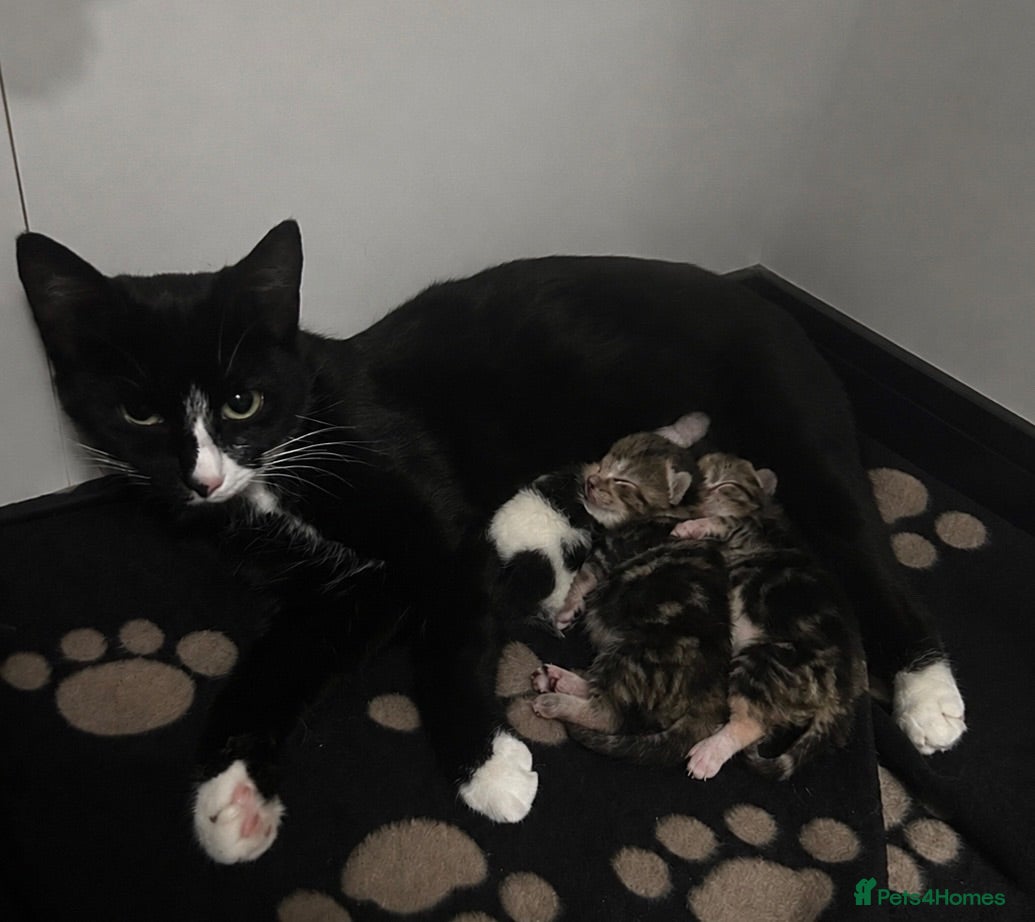 Domestic Shorthair cats Beautiful Tuxedo Mum with 3 Adorable Kittens - Advert 12