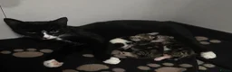 Domestic Shorthair cats for sale: Beautiful Tuxedo Mum with 3 Adorable Kittens - Advert 1