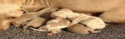 Miniature Dachshund dogs for sale: KC Isabella Dapple Miniature Dachshund - Advert 1