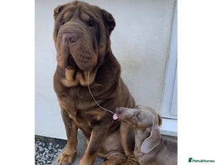 Shar Pei dogs YOGI CHOCLATE TAN SON OF TANK in Scunthorpe - Advert 1