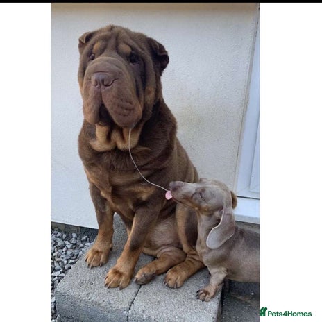 Shar Pei dogs in Scunthorpe - Advert 1