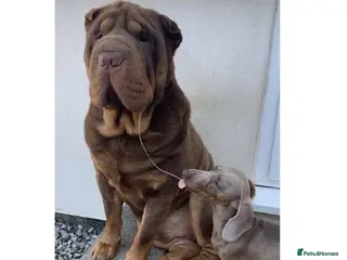 Shar Pei dogs YOGI CHOCLATE TAN SON OF TANK in Scunthorpe - Advert 2