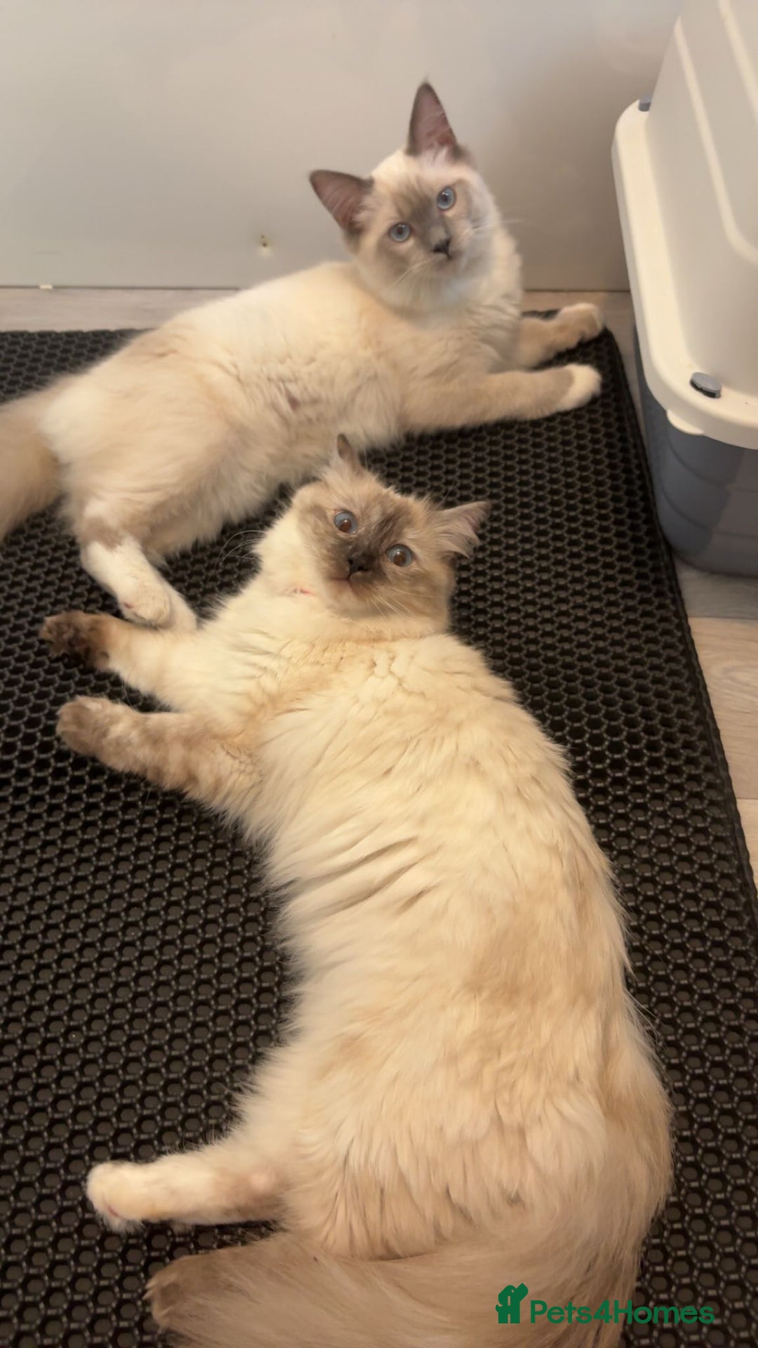 Ragdoll cats for sale: 2 Loving Ragdoll males - Image 4
