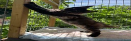 Maine Coon cats for sale: ⭐️Beautiful Maine Coon Kittens⭐️ - Advert 18
