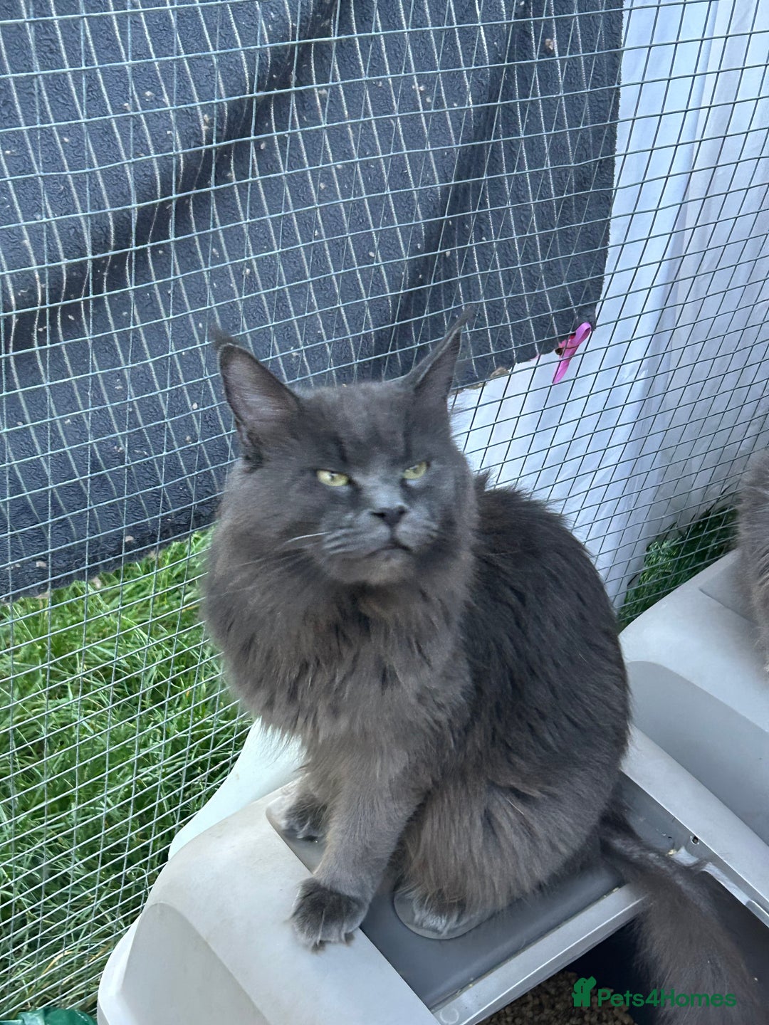 Maine Coon cats for sale: Active TICA GCCF Maine Coon Queen - Advert 9