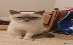 British Shorthair cats for sale: Pegidree adult loving British Shorthair for sake - Image 3