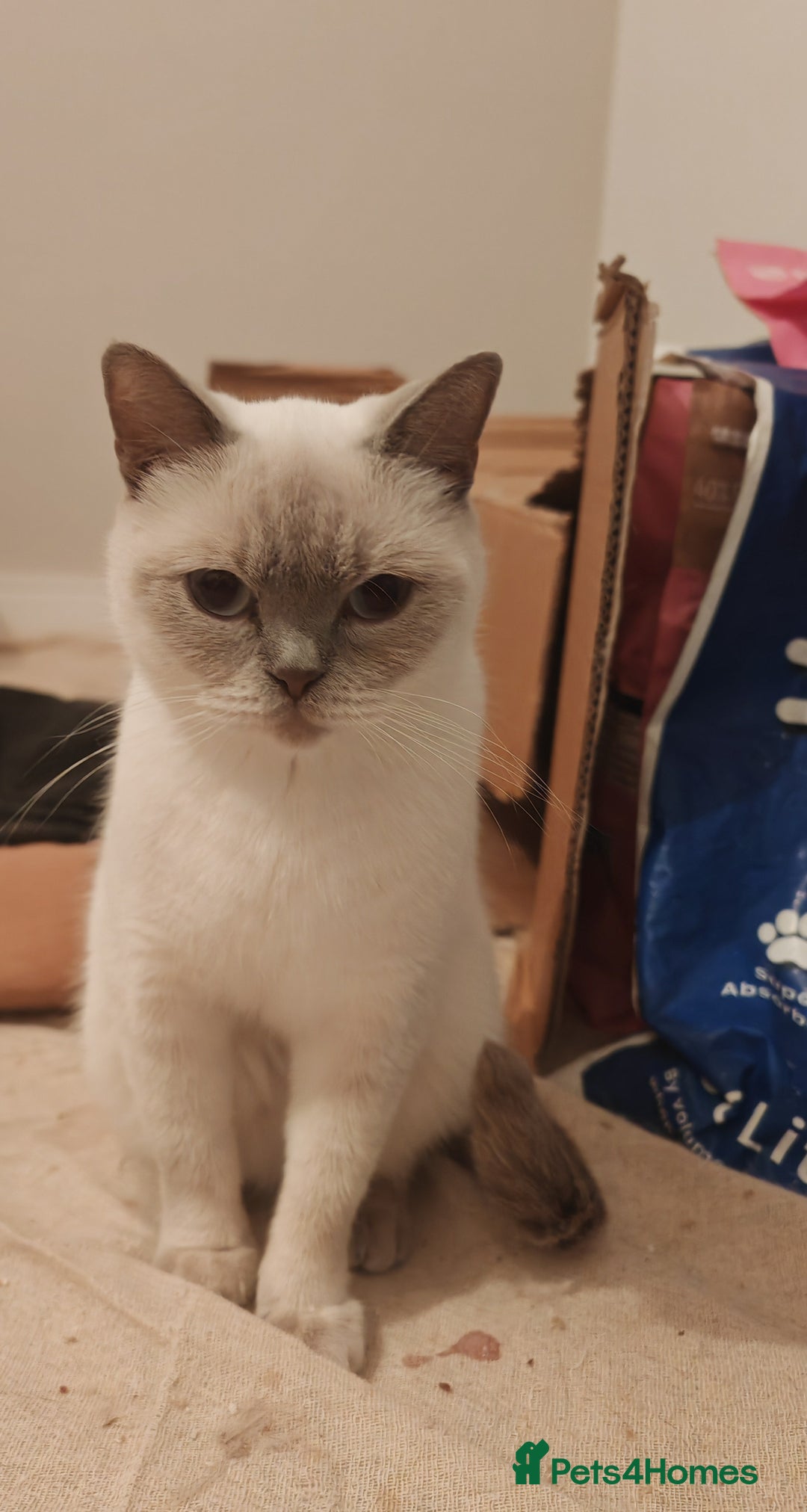 British Shorthair cats for sale: Pegidree adult loving British Shorthair for sake - Image 3