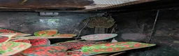 Frog reptiles for sale: Mossy frogs and enclosure  in Lechlade - Advert 3