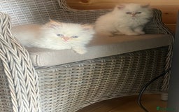 Persian cats for sale: Flame Colourpoint Persian Kittens in Staines - Image 2