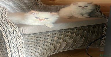 Persian cats in Staines - Advert 13