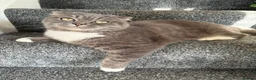 British Shorthair cats for sale: 2 Adult Cats / 1 kitten for sale - Advert 13