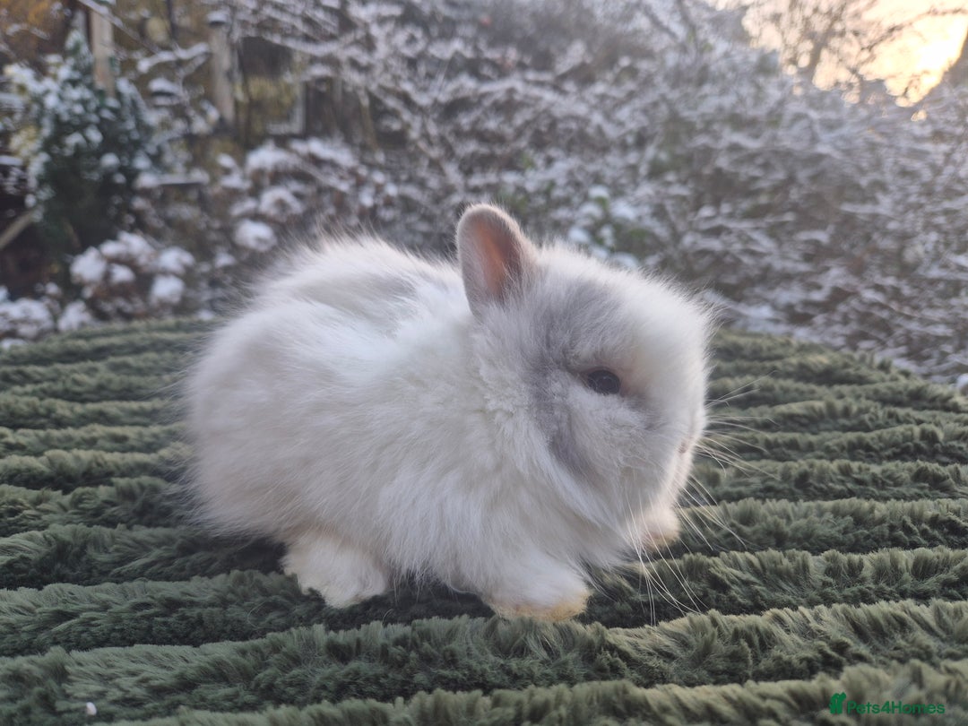 Angora rabbits for sale: 💖💙Ready in 2 weeks- Blue harli teddydwerg💙💖 - Advert 11