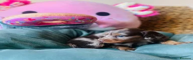 Miniature Dachshund 4