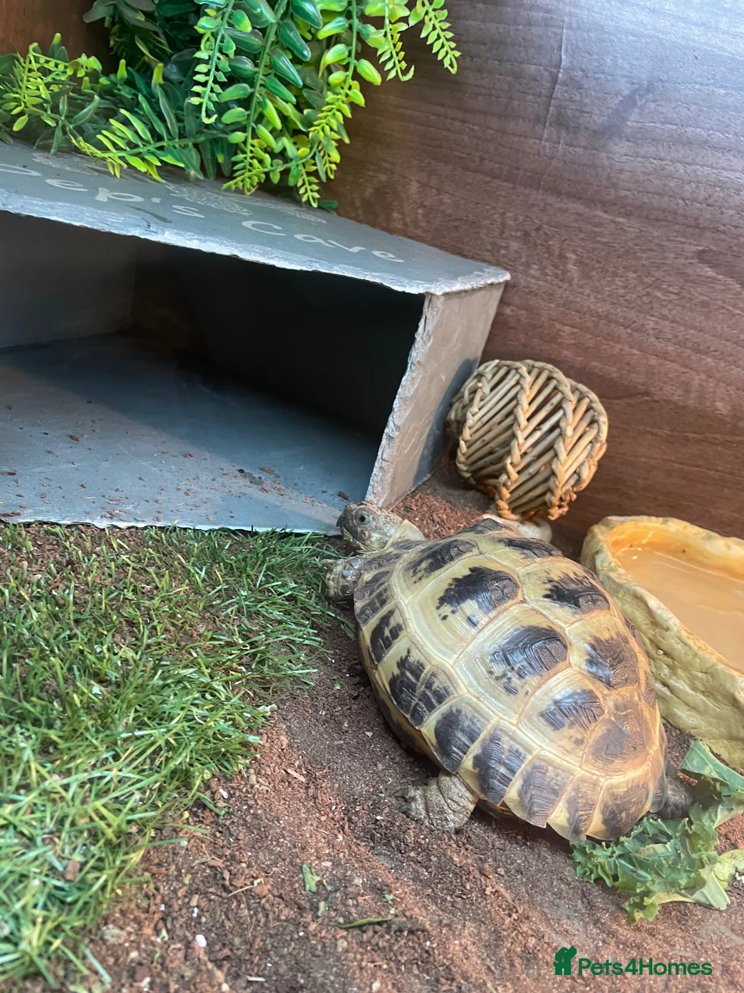 Tortoise reptiles for sale: Female Horsefield tortoise  in Halifax - Advert 2