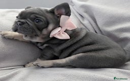 French Bulldog dogs for sale: 💖registered champion bloodline french bulldogs💖 - Image 2
