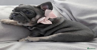 French Bulldog dogs - Advert 9