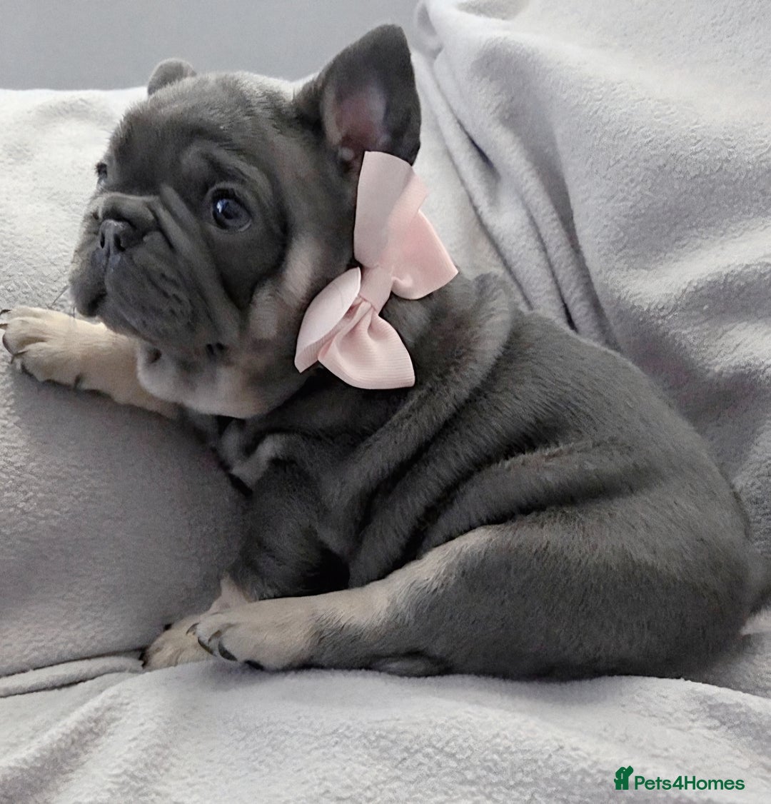 French Bulldog dogs for sale: 💖registered champion bloodline french bulldogs💖 - Image 2