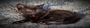 Orange collar female