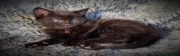 Mixed Breed cats for sale: 9 beautiful friendly kittens - Advert 15