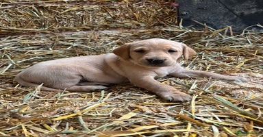 Labrador Retriever dogs KC Registered Labrador Puppies for Sale - Advert 1