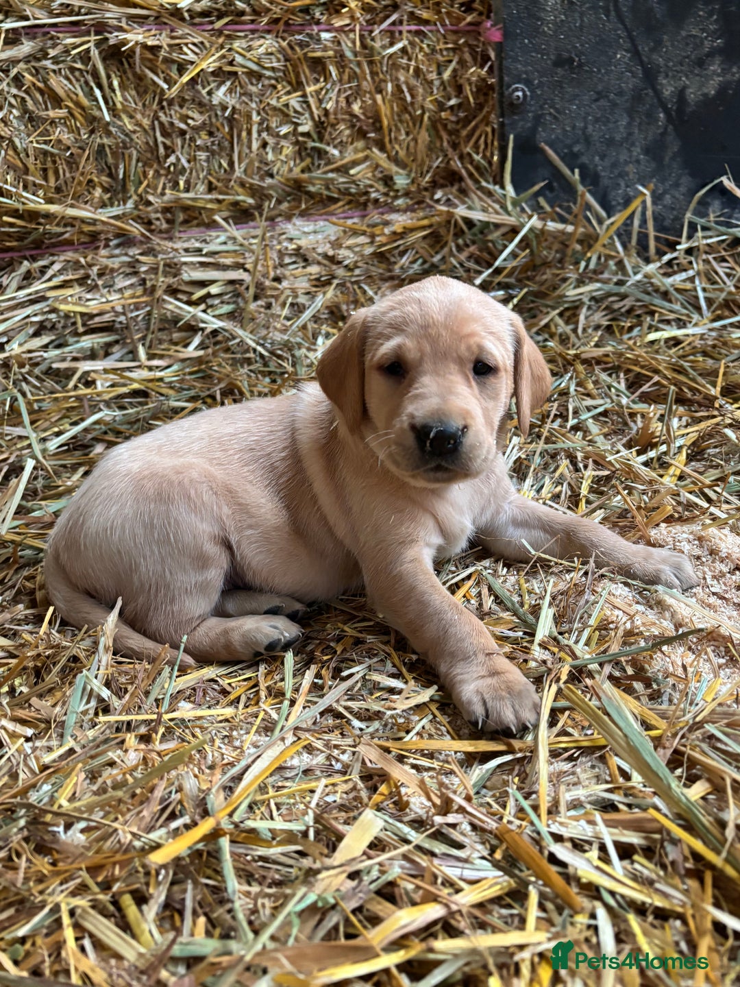 Labrador Retriever dogs for sale: KC Registered Labrador Puppies for Sale - Advert 9